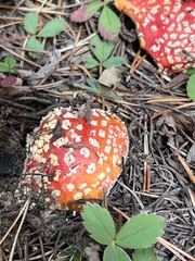 Amanita muscaria flavivolvata