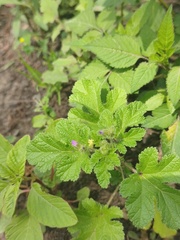 Fuertesimalva limensis