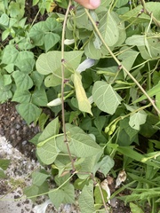 Ipomoea scopulorum