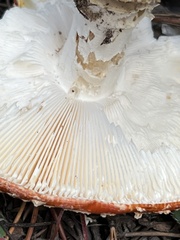 Amanita muscaria flavivolvata
