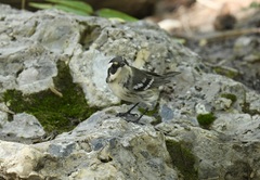 Setophaga nigrescens