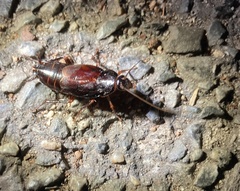 Periplaneta japonica