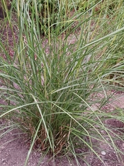Muhlenbergia rigens