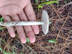Agaricales