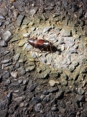 Periplaneta japonica