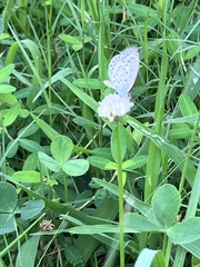 Pseudozizeeria maha