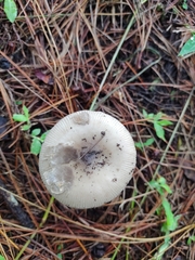 Agaricales