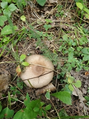 Agaricus placomyces