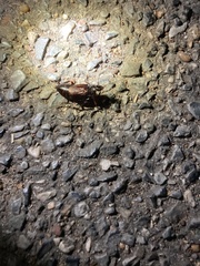 Periplaneta japonica