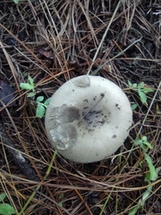 Agaricales