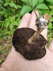 Agaricus placomyces