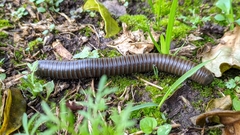 Myriapoda