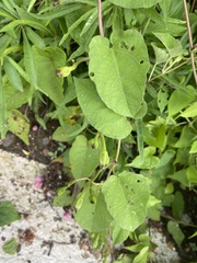 Ipomoea scopulorum