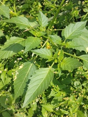 Physalis philadelphica