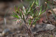 Laxmannia orientalis