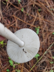 Agaricales