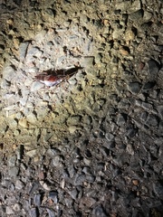 Periplaneta japonica