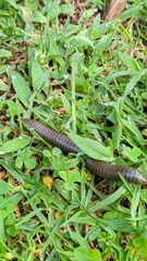 Myriapoda
