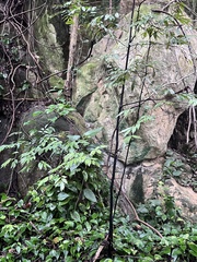 Physignathus cocincinus