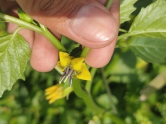 Physalis philadelphica