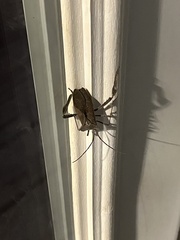 Acanthocephala declivis