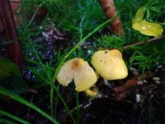 Leucocoprinus birnbaumii