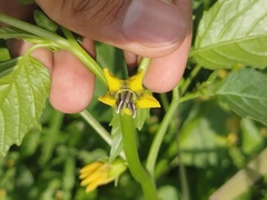 Physalis philadelphica