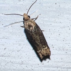 Eucosma ochroterminana