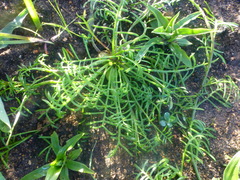 Heliophila diffusa diffusa