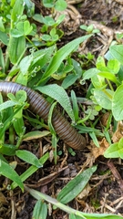 Myriapoda