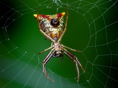 Micrathena sagittata