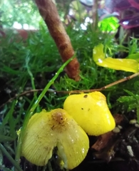 Leucocoprinus birnbaumii