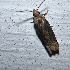 Eucosma ochroterminana