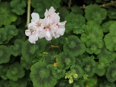 Pelargonium × hybridum