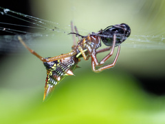 Micrathena sagittata