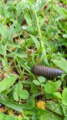 Myriapoda
