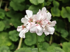 Pelargonium × hybridum