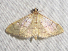Anania labeculalis