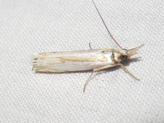 Crambus cyrilellus