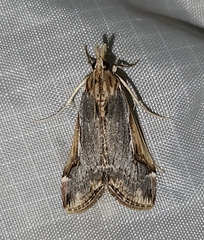 Loxostege albiceralis