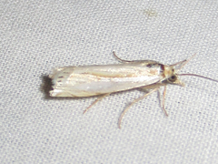 Crambus cyrilellus