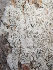 Lecanoromycetes