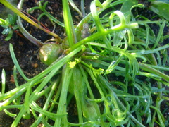 Heliophila diffusa diffusa