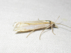 Crambus cyrilellus