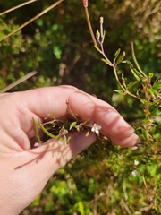 Epilobium coloratum