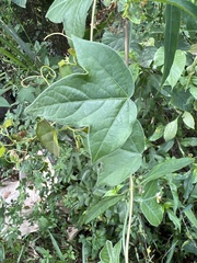 Passiflora suberosa