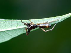 Micrathena sagittata