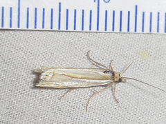 Crambus cyrilellus