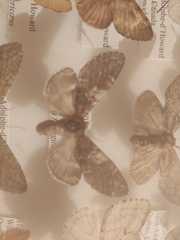 Peridea ferruginea