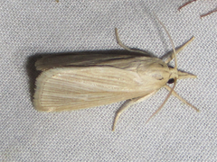 Diatraea